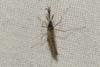 Aedes sp.